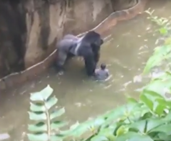 <strong>A petition has been launching calling on authorities to hold the parent's of the child seen above to be held responsible for the subsequent shooting of the gorilla </strong>