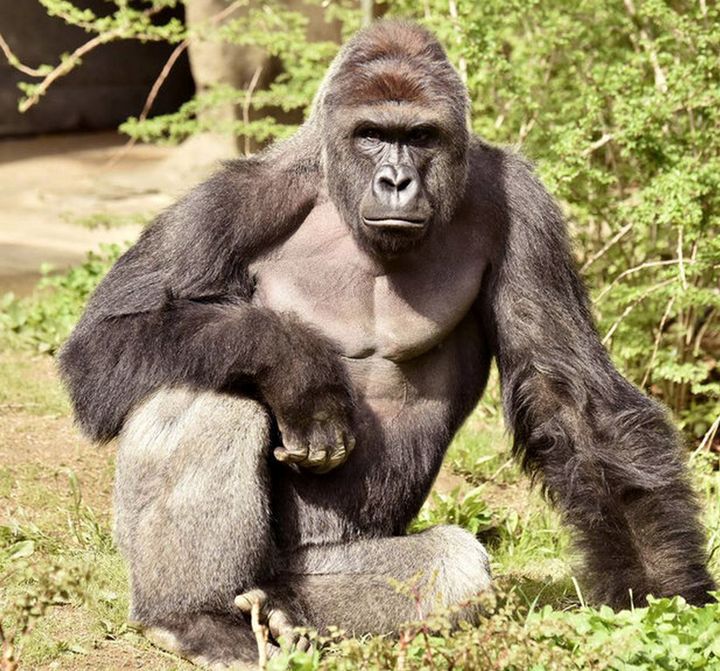 Harambe was a critically-endangered 17-year-old gorilla