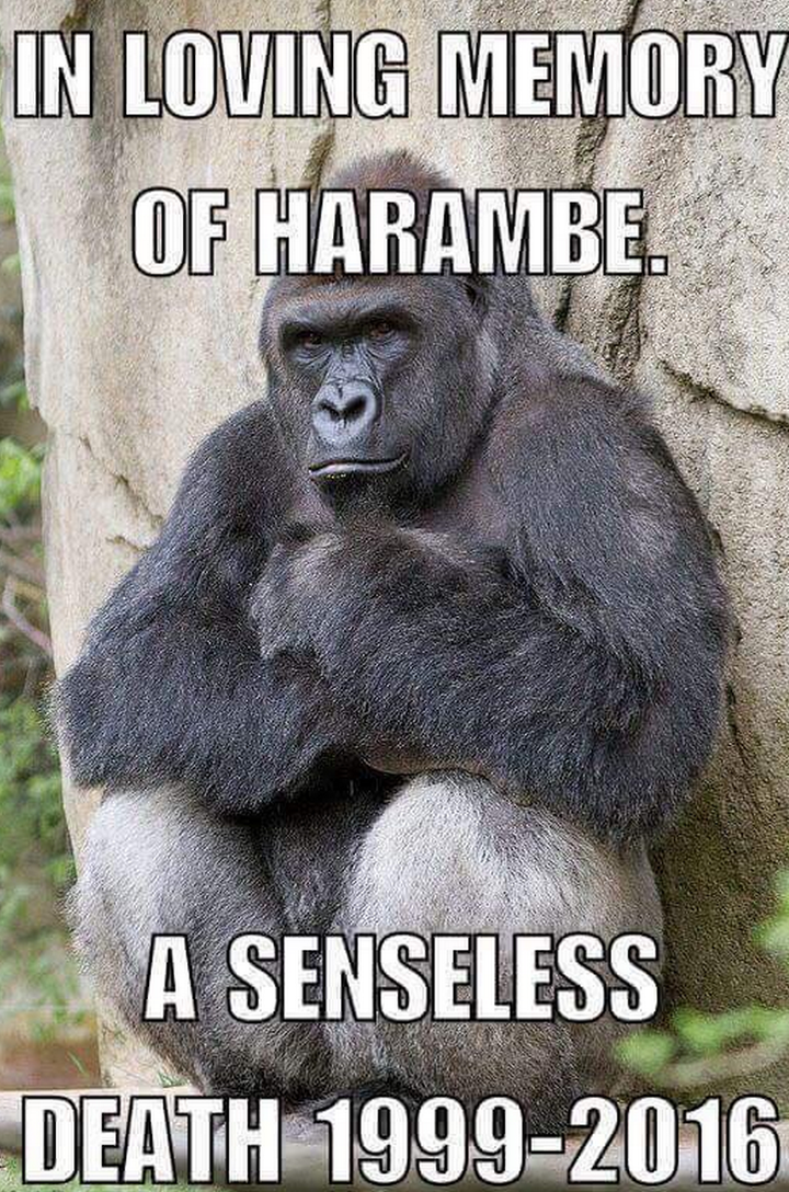 <strong>A Facebook page called Justice for Harambe has been started</strong>