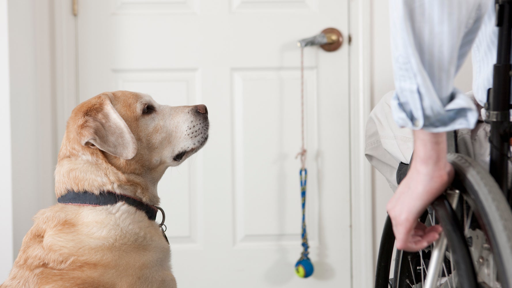 Here's Why You Should NEVER Pet A Service Dog HuffPost