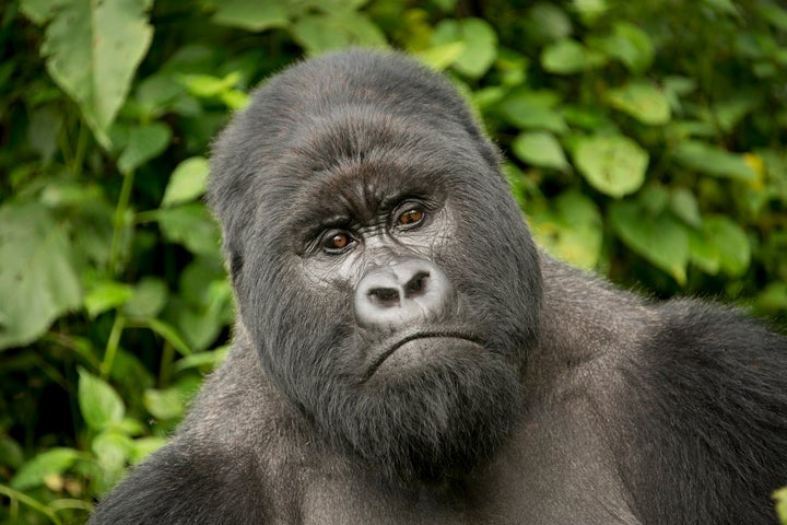 Bukima, a silverback mountain gorilla at Virunga National Park in the Democratic Republic of the Congo.