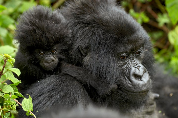 A mother mountain gorilla with her infant at Volcanoes National Park in Rwanda.