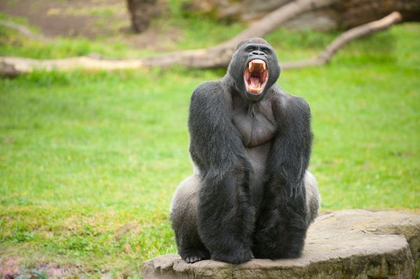 Zoo officials 'not amused' by Harambe memes, but the internet refuses to  let the killed gorilla die – New York Daily News