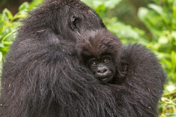 Zoo officials 'not amused' by Harambe memes, but the internet refuses to  let the killed gorilla die – New York Daily News