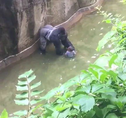 Over 9,000 people petitioning for the Cincinnati Bengals to change their  name to Harambes in honor of gorilla – New York Daily News