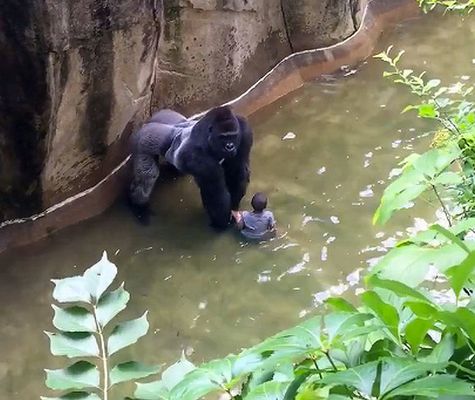 Over 9,000 people petitioning for the Cincinnati Bengals to change their  name to Harambes in honor of gorilla – New York Daily News