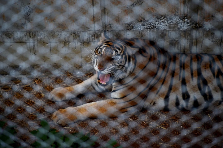 A tiger is seen in an enclosure at the Wat Pha Luang Ta Bua Tiger Temple in Kanchanaburi province, western Thailand on May 30, 2016. Dozens of tigers were seized from the temple.