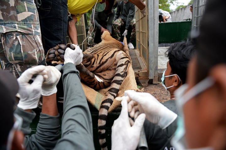 Thai wildlife officials load a tiger into a cage on a truck after they removed it from an enclosure after the tiger was anaes