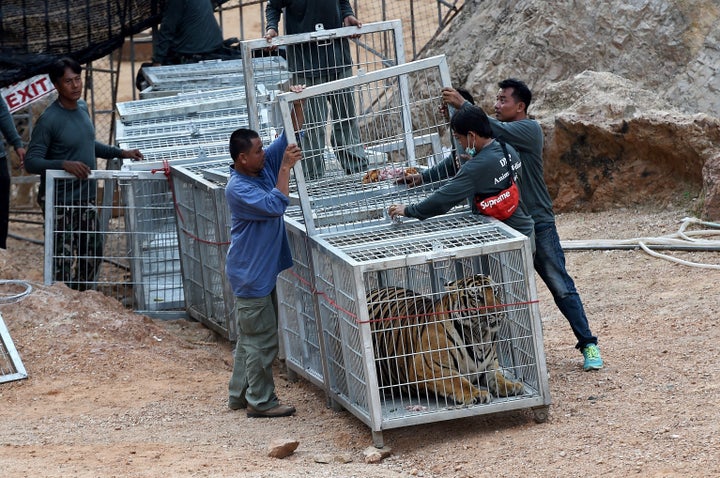 Thai wildlife officials use a tunnel of cages to capture a tiger and remove it from an enclosure at the Wat Pha Luang Ta Bua Tiger Temple in western Thailand on May 30, 2016.