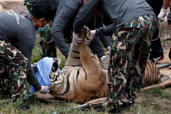 A sedated tiger is stretchered as officials start moving tigers from Thailand's controversial Tiger Temple.