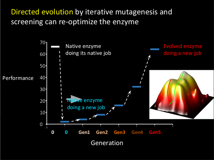 This slide, provided by Arnold, shows the process of directed evolution.