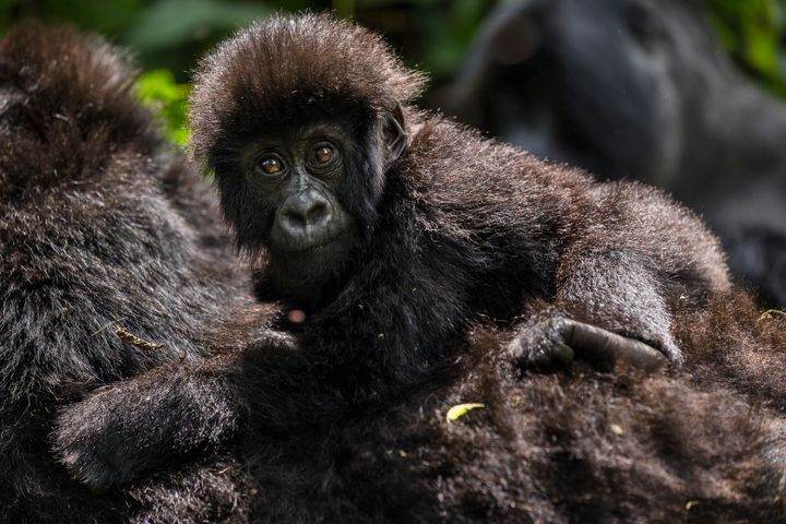 The biggest threat gorillas face comes from humans illegally hunting and consuming the creatures.
