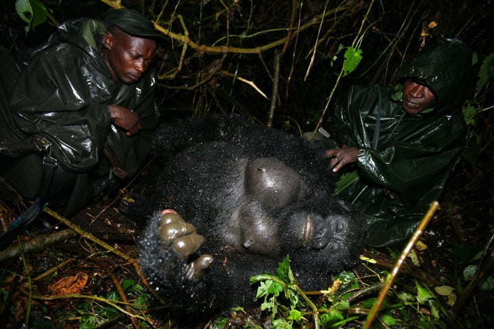 Gorillas in central Africa's Virunga National Park face dire threats from poachers and bushmeat hunters, despite conservation efforts.