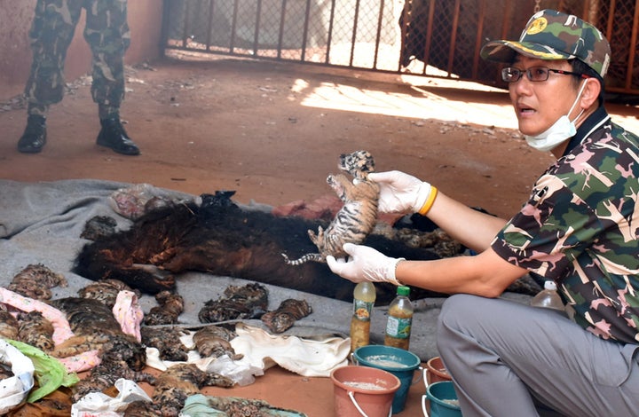 A dead tiger cub is held up by a Thai official after authorities found 40 tiger cub carcasses in a freezer during a raid at the Tiger Temple