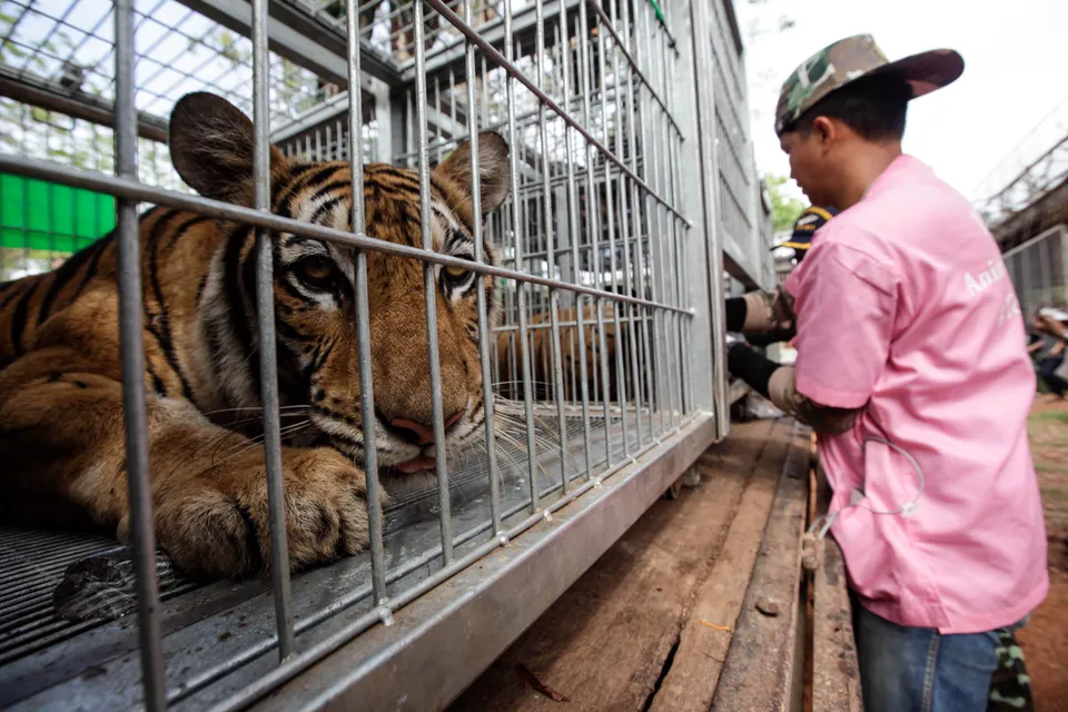 Thailand Tiger Temple: Forty dead cubs found in freezer - BBC News