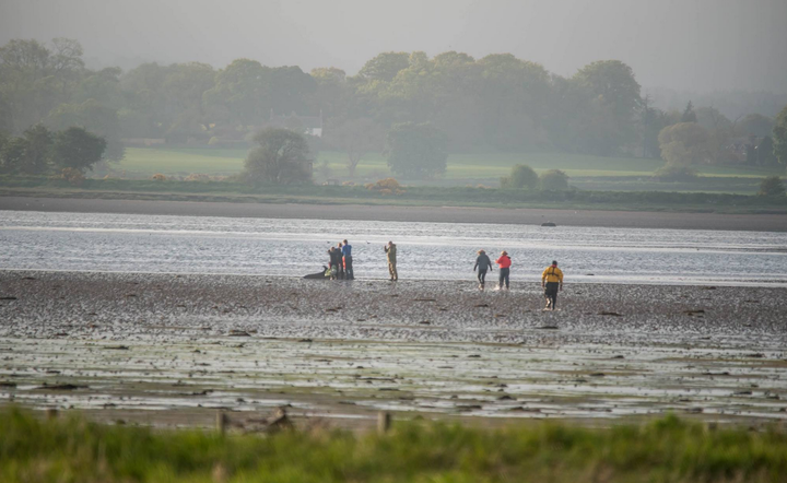 Rescue workers stayed with the mammal for ten hours before they were able to re-float her