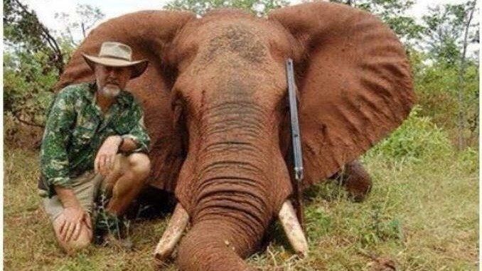 MP Robert Borsak has boasted of killing and eating an African elephant during a trip to Zimbabwe 