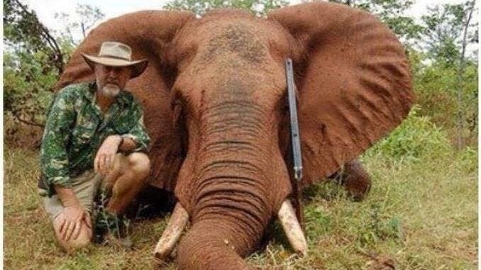 MP Robert Borsak has boasted of killing and eating an African elephant during a trip to Zimbabwe