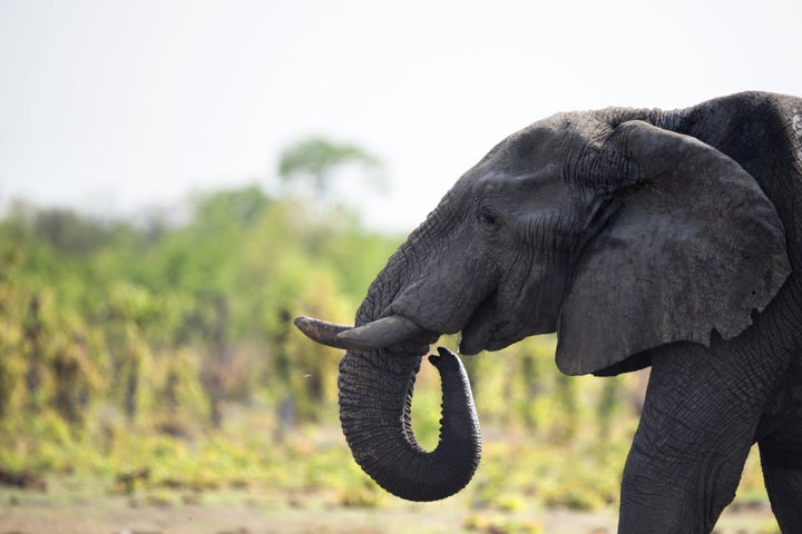 An African elephant in Hwange National Park in Zimbabwe. According to WWF, there are just 600,000 left in the wild and they are officially classed as vulnerable