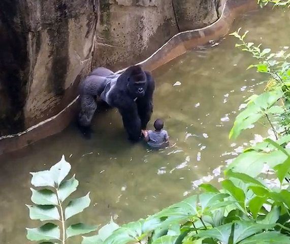 Harambe and the little boy in the Cincinnati Zoo enclosure on Saturday. Shortly afterwards the gorilla was shot dead 