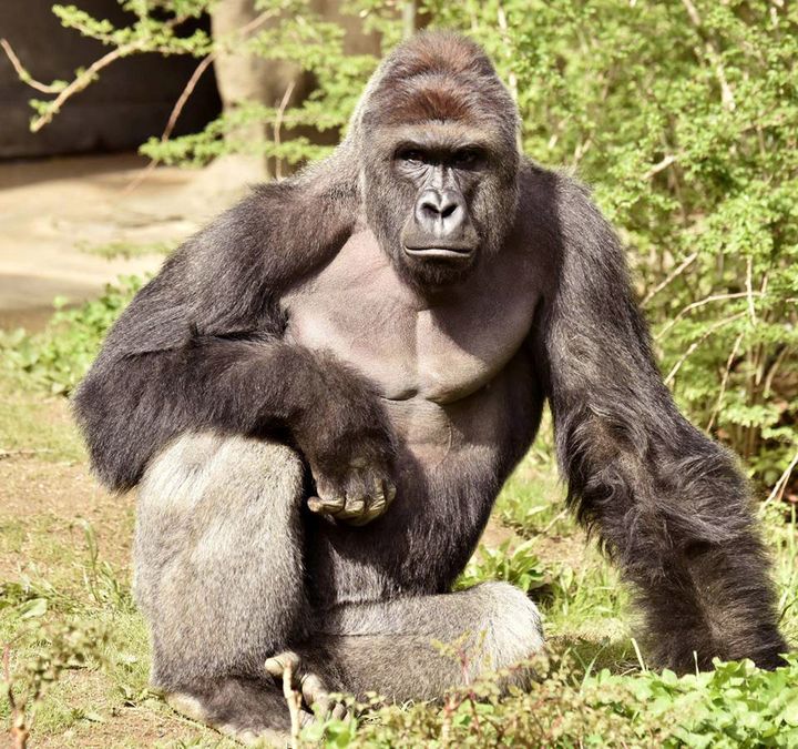Harambe was shot dead by keepers at Cincinnati Zoo on Saturday 