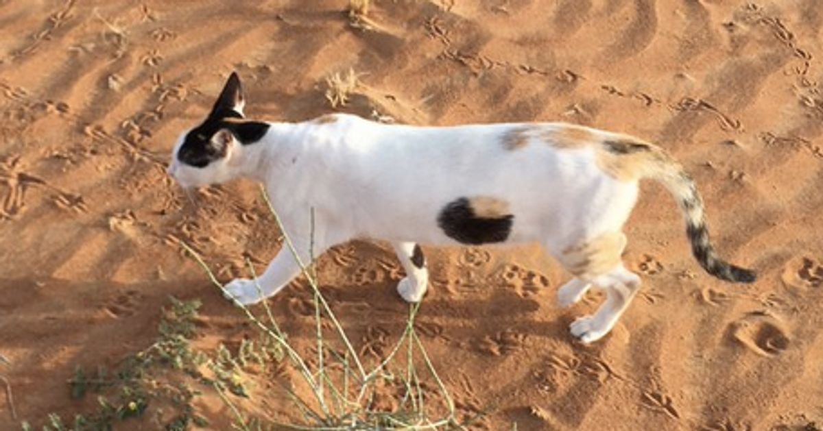 Cat has 2025 hole in side