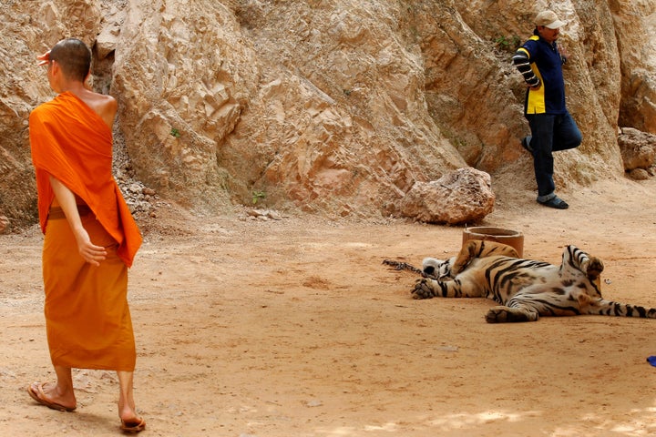 Three Buddhist monks are facing charges in Thailand for attempting to smuggle products made from tiger parts out of a purported tiger sanctuary.