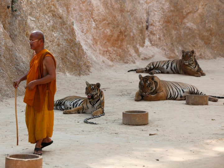 The Buddhist temple is popular with tourists who pay about $20 each to get in and pose for pictures with its tigers, and