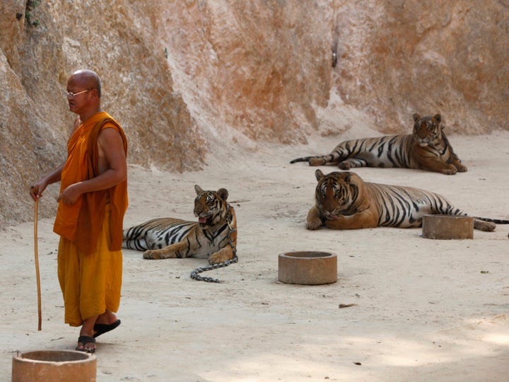 The Buddhist temple is popular with tourists who pay about $20 each to get in and pose for pictures with its tigers, and to feed cubs and walk among them.