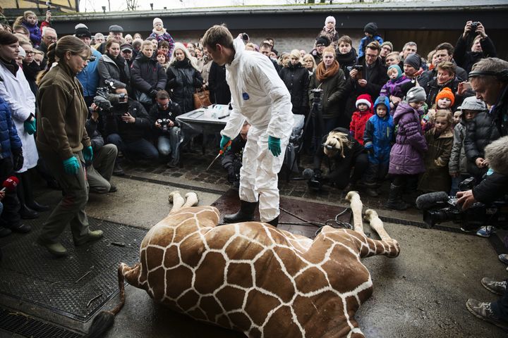 <strong>Marius's carcass being dissected in front of a crowd at Copenhagen Zoo on February 9, 2014.</strong>