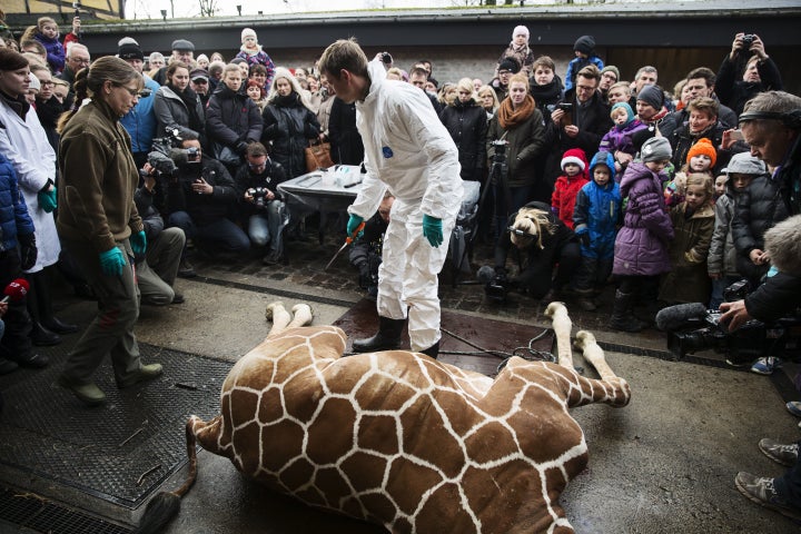 Marius's carcass being dissected in front of a crowd at Copenhagen Zoo on February 9, 2014.