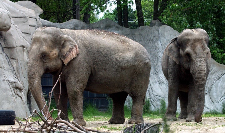 Asian elephants Wanda (L) and Winky were moved from Detroit Zoo in 2005 to an animal sanctuary due to ethical grounds.