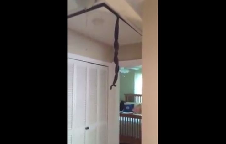 Two snakes dangling from the ceiling of Mark Hyatt's home in Greenwood, South Carolina, during a frightening surprise encounter.