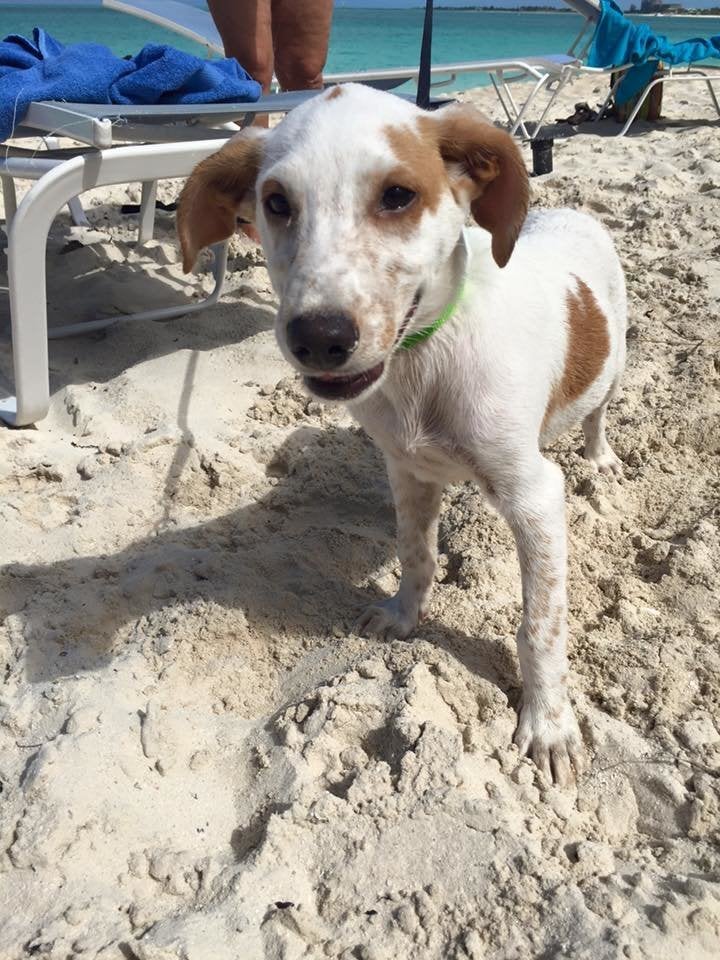 You Can Play With Rescue Puppies On The Beach In Turks And Caicos AKA Paradise | HuffPost