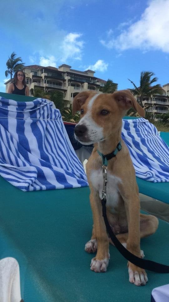 Make room for us on your beach chair, pup. 