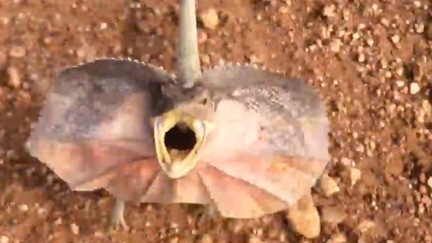 This Frilled-Neck Lizard Really Wants To Mess You Up | HuffPost Weird News, image size:1775x1000