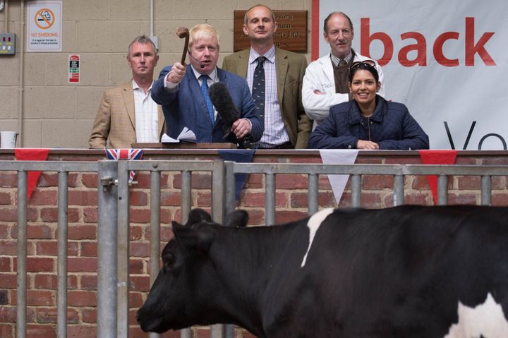 <strong>Milking it: Boris Johnson auctions a cow during a visit to a cattle auction in Clitheroe in Lancashire</strong>