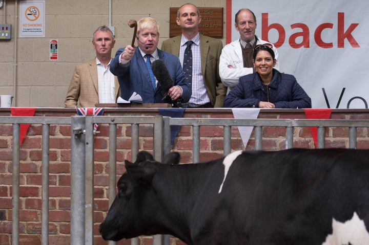 Milking it: Boris Johnson auctions a cow during a visit to a cattle auction in Clitheroe in Lancashire