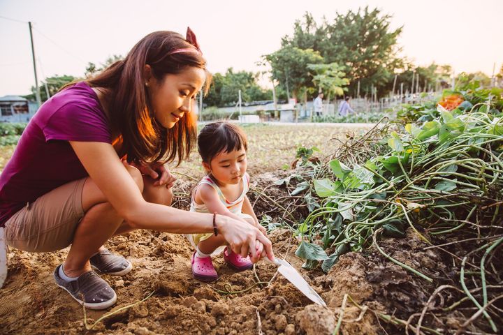Pretty young mom guiding her lovely little girl to dig sweet potatoes with spade in the farm joyfully Images By Tang Ming Tung via Getty Images