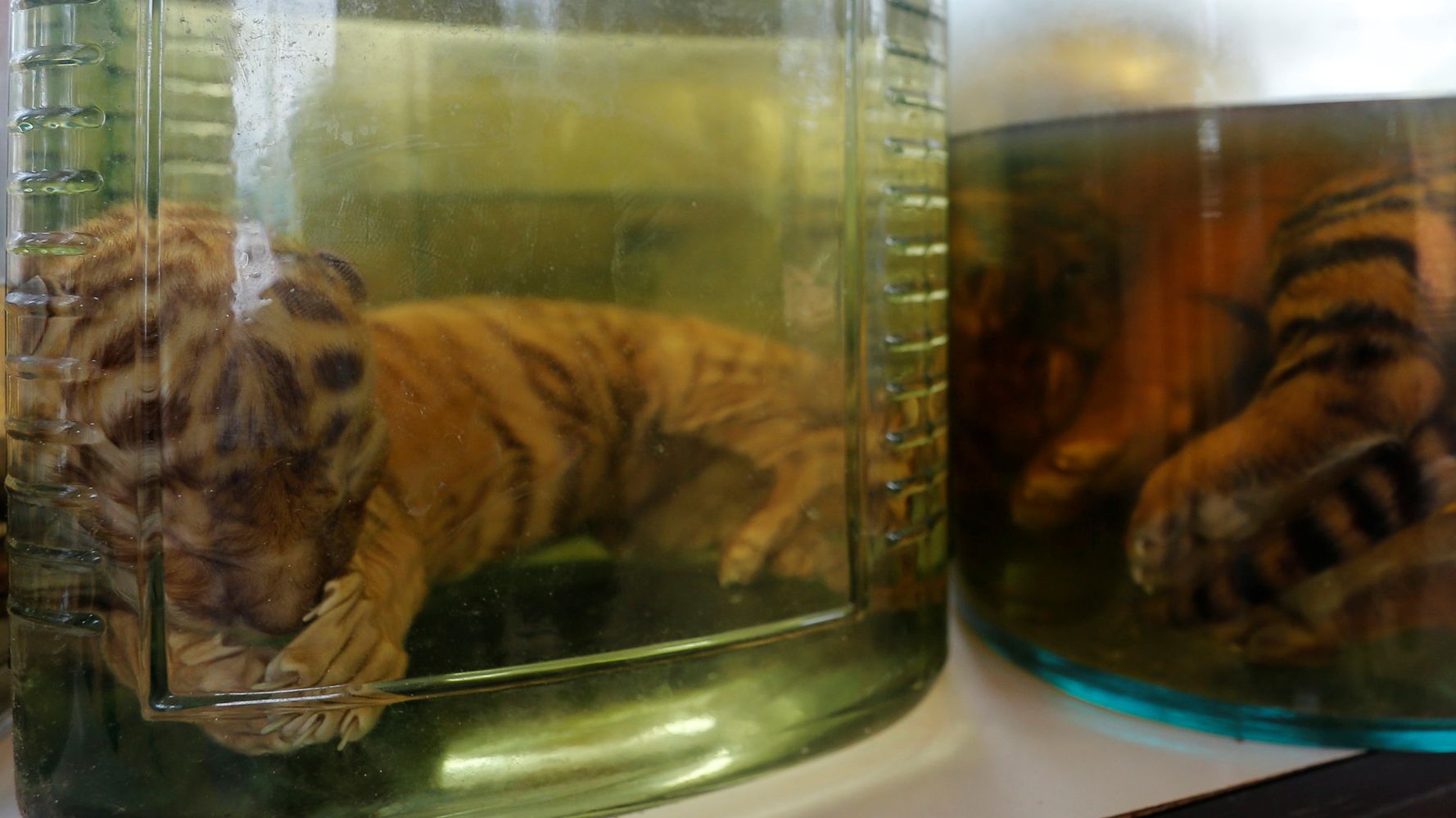 Thai 'Tiger Temple' monks caught fleeing with tiger skins and fangs,  officials say 