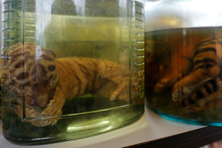 <strong>Tiger cub carcasses are seen in jars containing liquid as officials continue moving live tigers from the controversial Tiger Temple</strong>