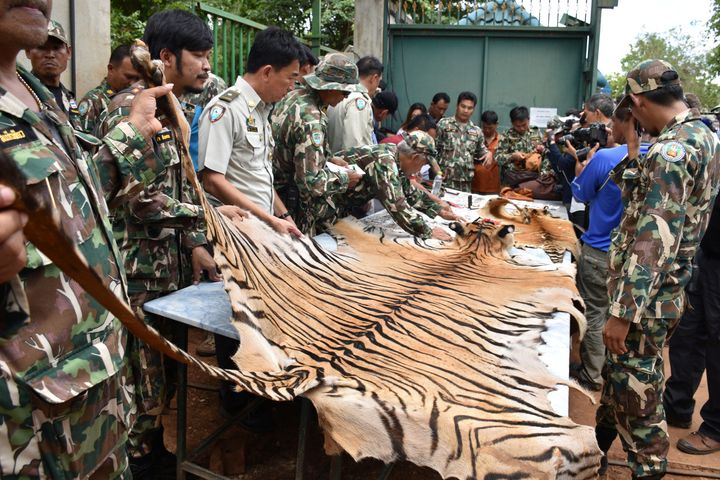 <strong>Thai army display a tiger skin found inside Tiger Temple as officials continue moving live tigers from the controversial site.</strong>