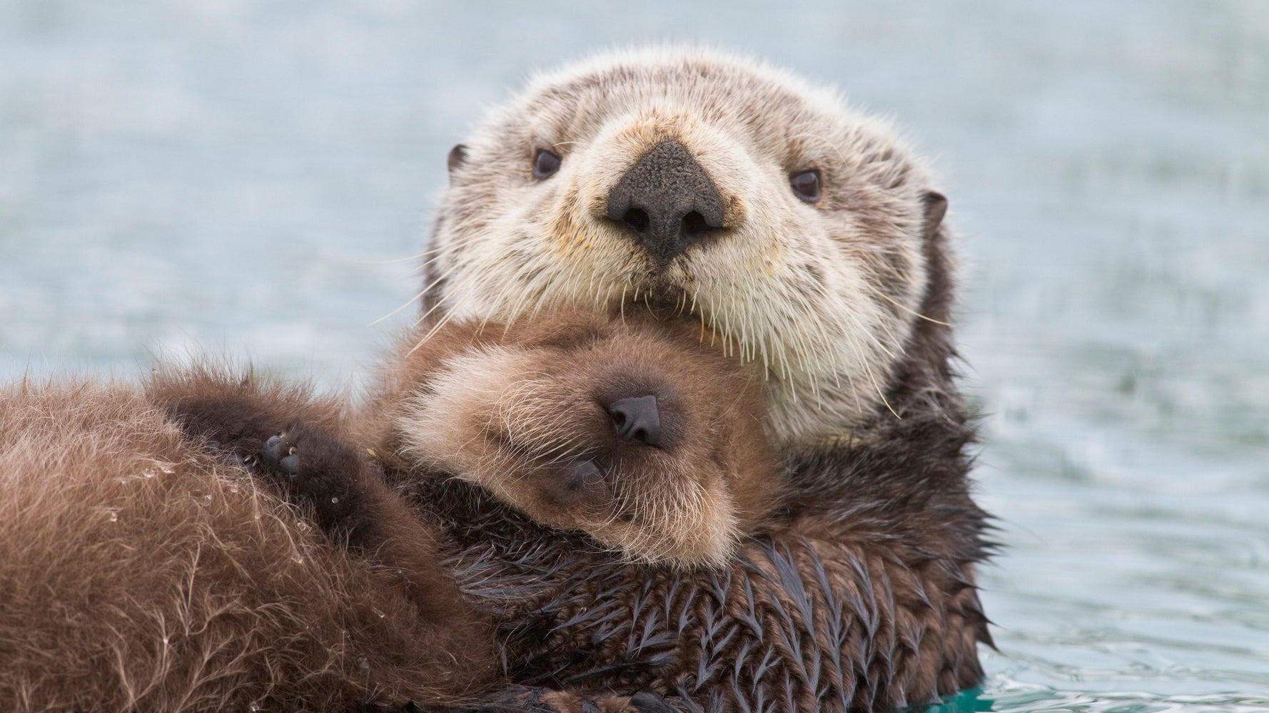 Are There Otters In The Great Lakes Are There Otters In The Great Lakes