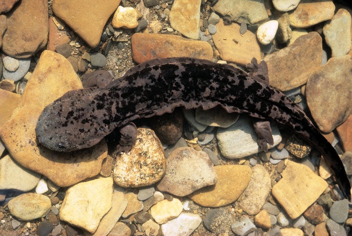 Hellbender salamander.