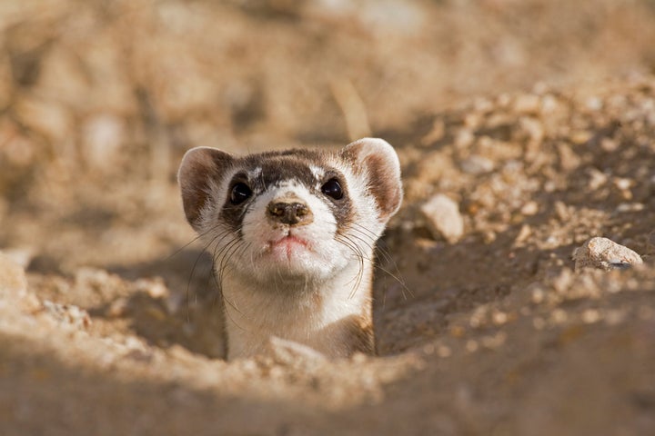 Endangered black footed ferret