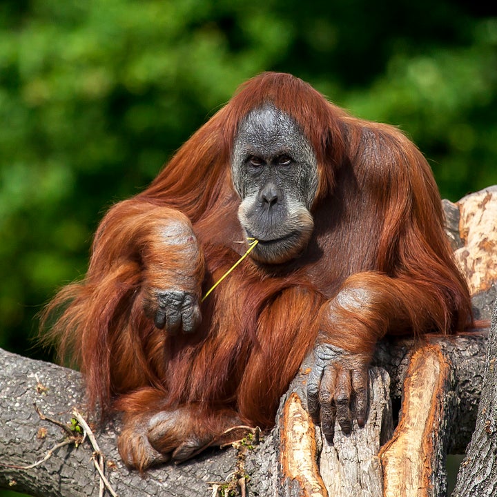 An orangutan enjoying what appears to be a blade of grass.