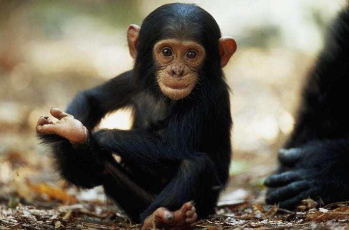 A baby chimpanzee in Tanzania's Mahale Mountains National Park.