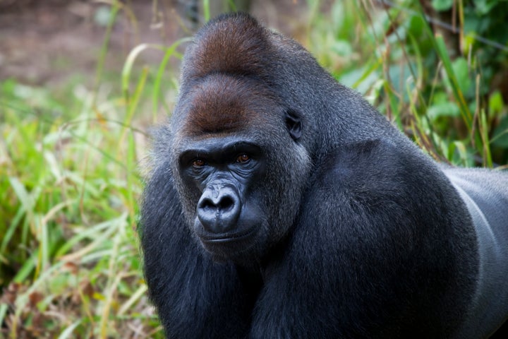 A male silverback gorilla in an unidentified location