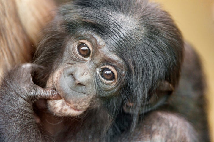 A baby bonobo in a mother's arms.