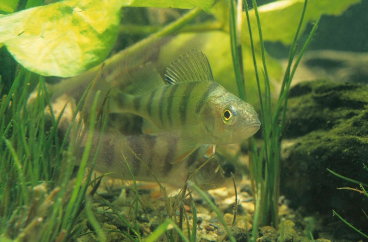 A Swedish researcher found that young perch exposed to high levels of plastic end up preferring plastic particles to real food. Pictured: European perch.